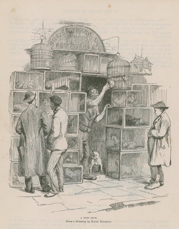 A Bird Shop by Hugh Thomson
