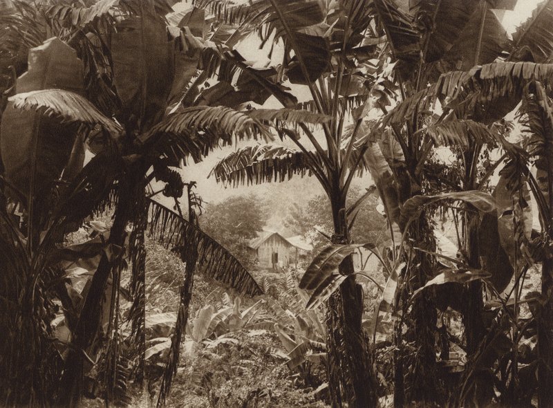 Mexico: Atoyac, Bananas by Hugo Brehme
