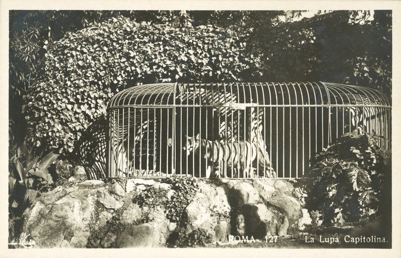 The Capitoline Wolf by Italian Photographer