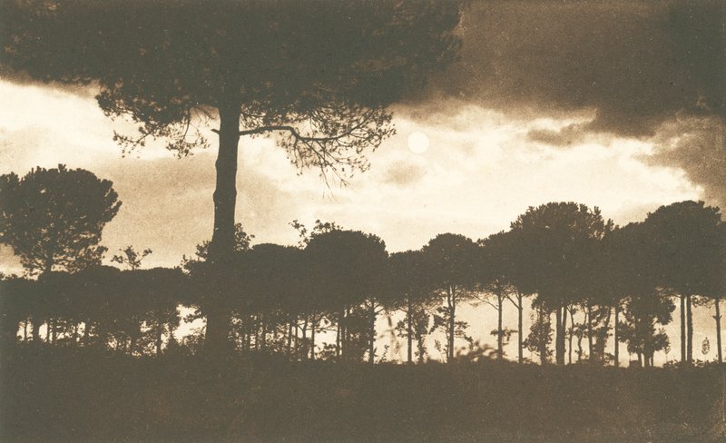 Ravenna, The Pine Forest of Classe by Italian Photographer