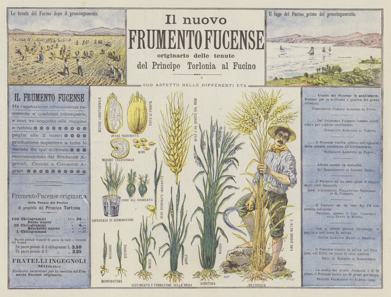 The New Fucense Wheat by Italian School