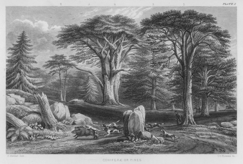 Coniferae or Pines by J. (after) Stewart
