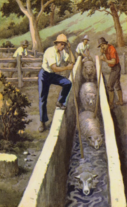 Sheep dipping by J. Macfarlane