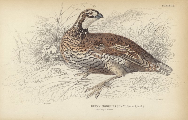 The Virginian Quail by J. Stewart