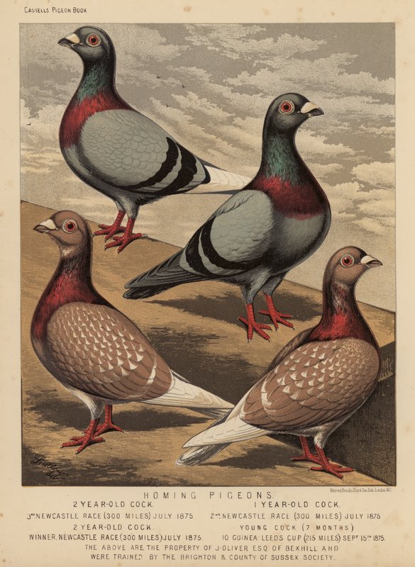 Pigeons: Homing Pigeons by J. W. (after) Ludlow