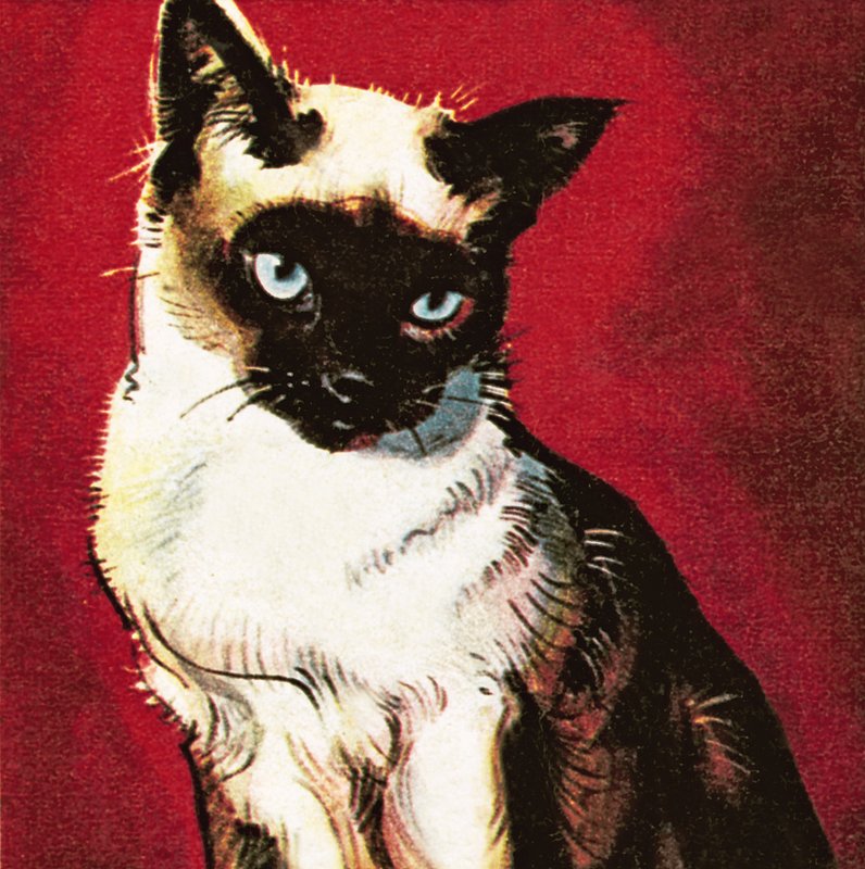 Siamese cat by James Edwin McConnell