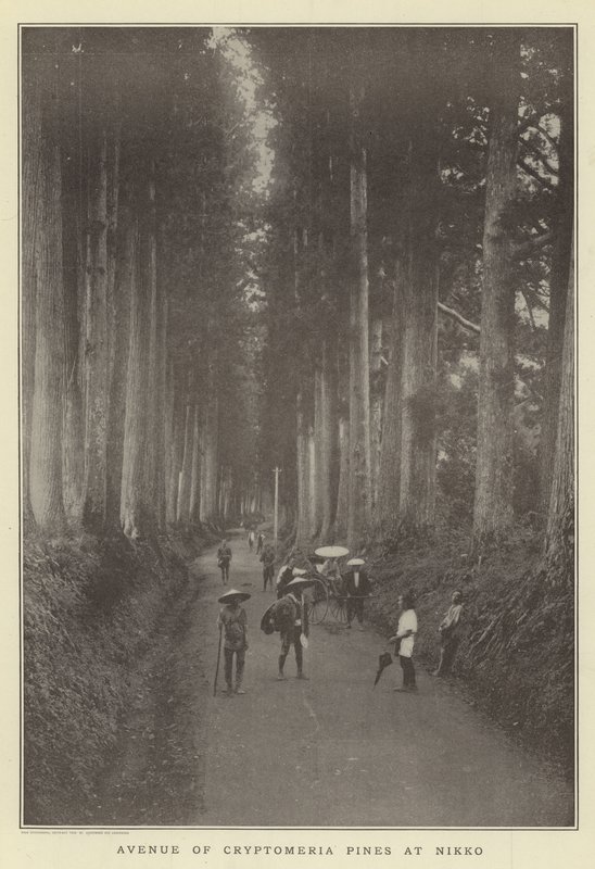 Avenue of Cryptomeria Pines at Nikko by Japanese Photographer