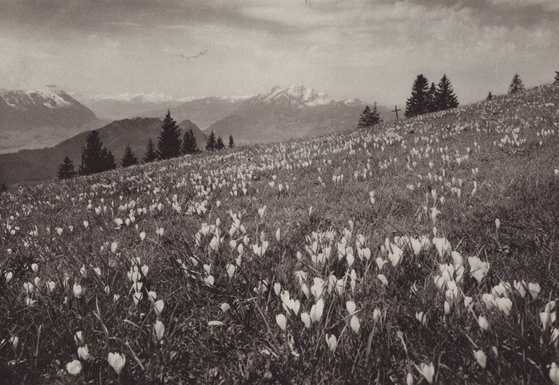 Rigi Kaltbad, Spring by Jean Gaberell