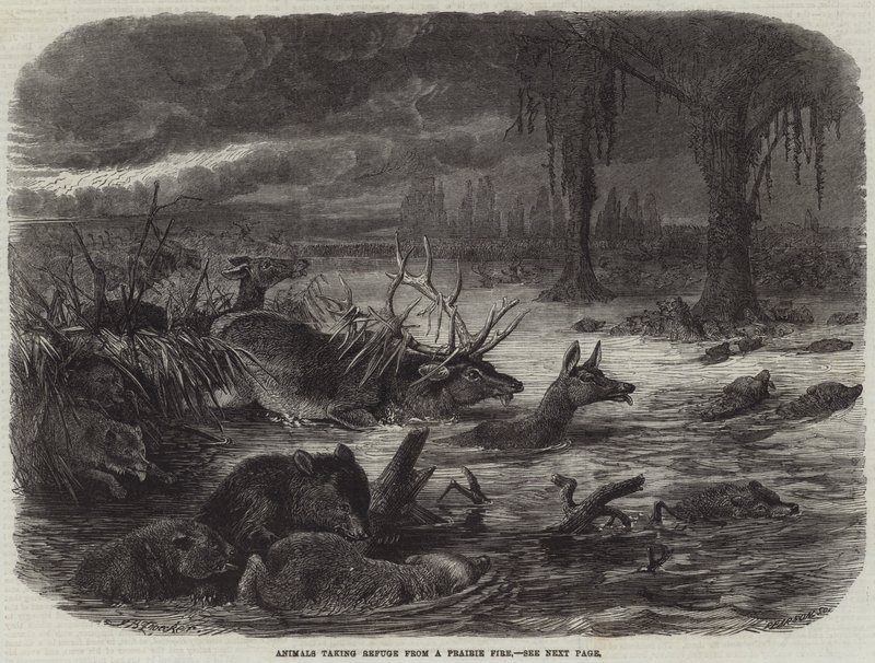 Animals taking Refuge from a Prairie Fire by Johann Baptist Zwecker