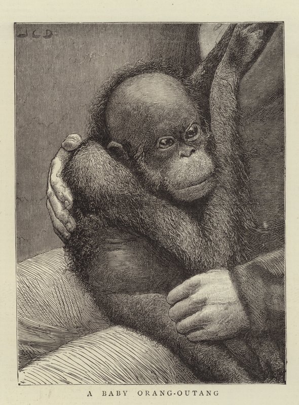 A Baby Orang-Outang by John Charles Dollman