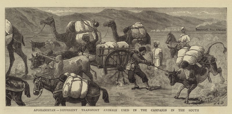 Afghanistan, Different Transport Animals Used in the Campaign in the South by John Charles Dollman