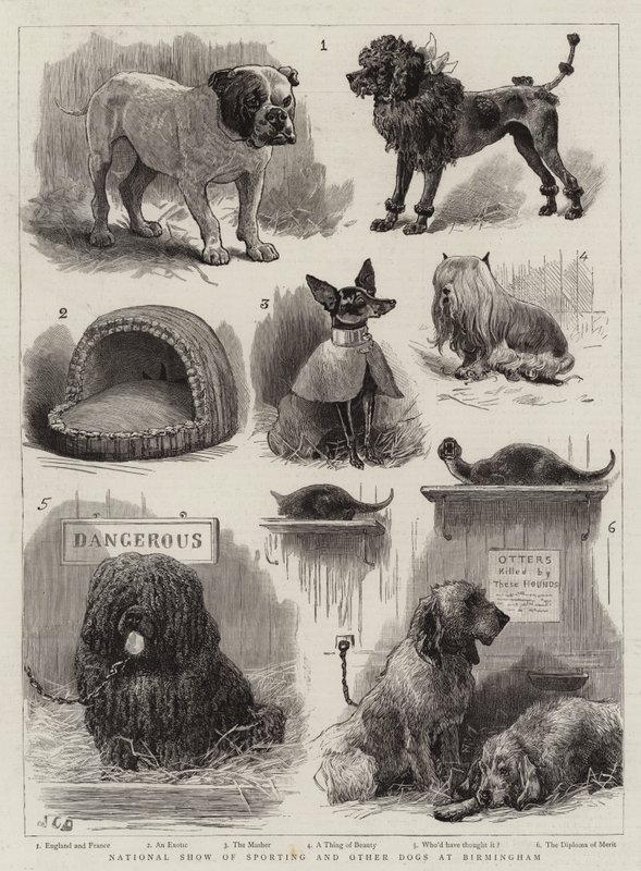 National Show of Sporting and other Dogs at Birmingham by John Charles Dollman
