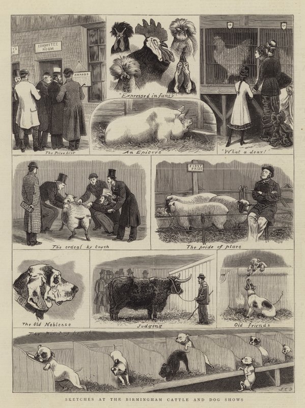 Sketches at the Birmingham Cattle and Dog Shows by John Charles Dollman