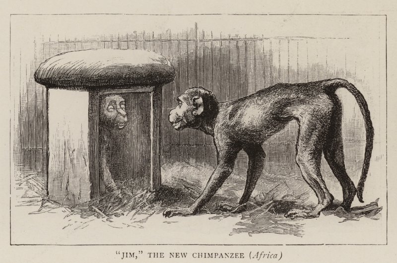 Wanderings in the Zoo by John Charles Dollman