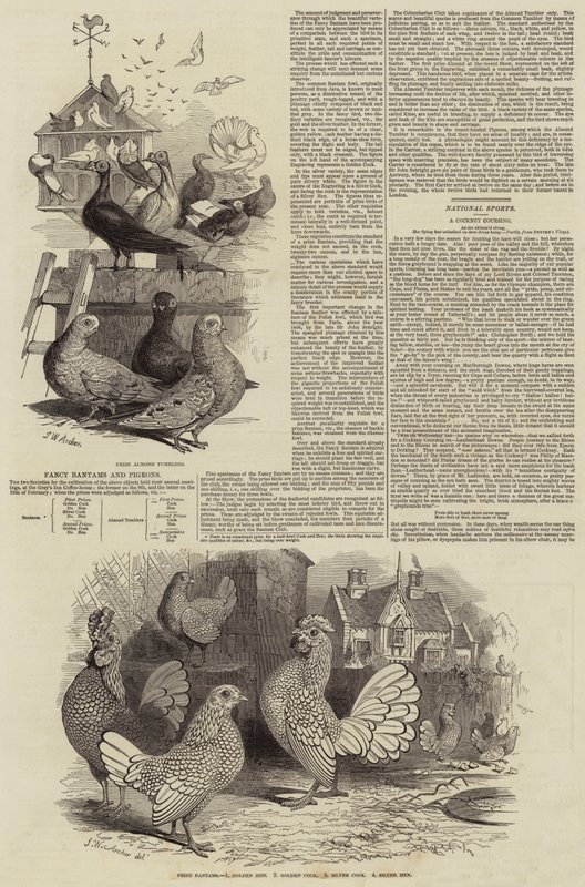 Fancy Bantams and Pigeons by John Wykeham Archer