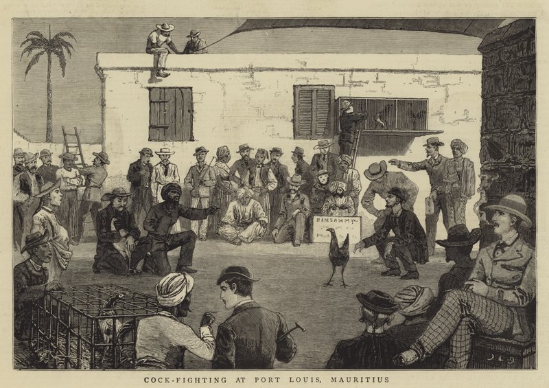 Cock-Fighting at Port Louis, Mauritius by John Charles Dollman