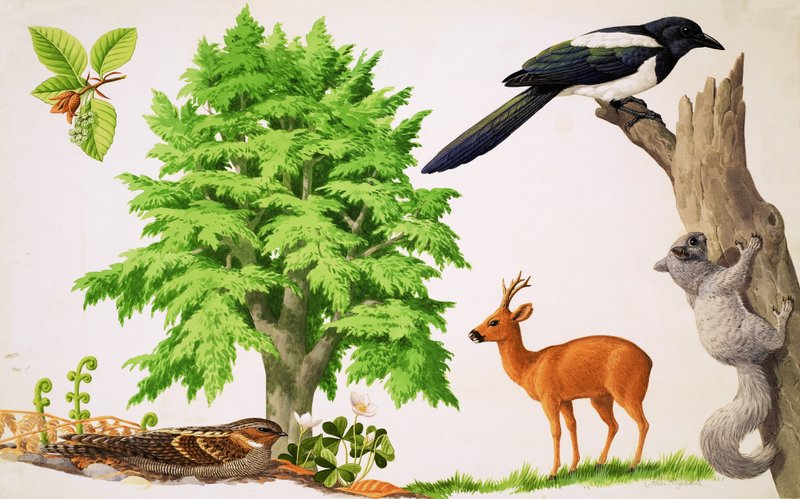 The Beech Tree by John Rignall