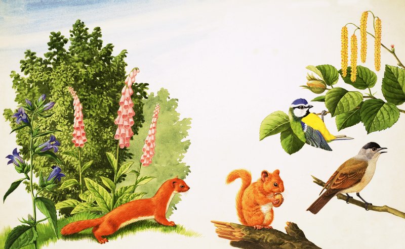 The Hazel Tree by John Rignall