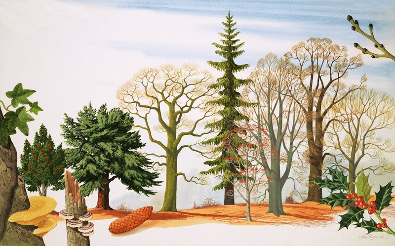 Trees in Winter by John Rignall