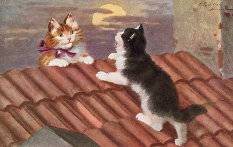 Cat Postcard by Josef Sperlich