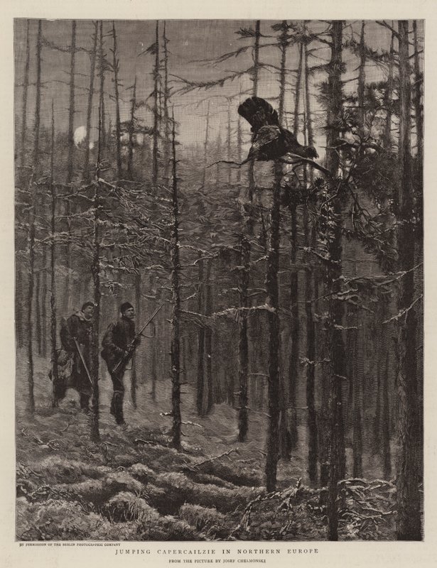 Jumping Capercailzie in Northern Europe by Joseph Chelmonski