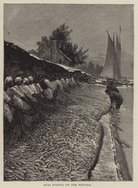Shad Fishing on the Potomac by Joseph Nash