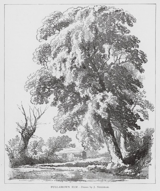 Full-Grown Elm by Joseph Needham