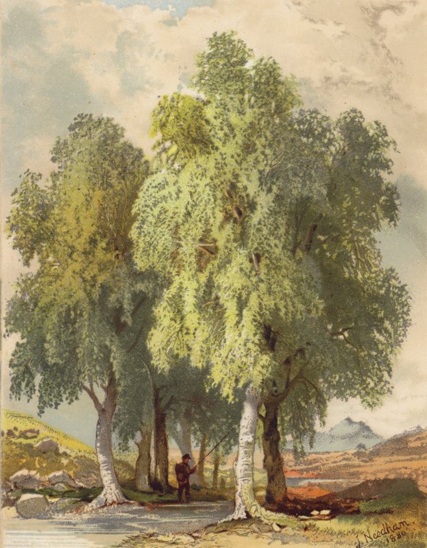 Group of Birches by Joseph Needham