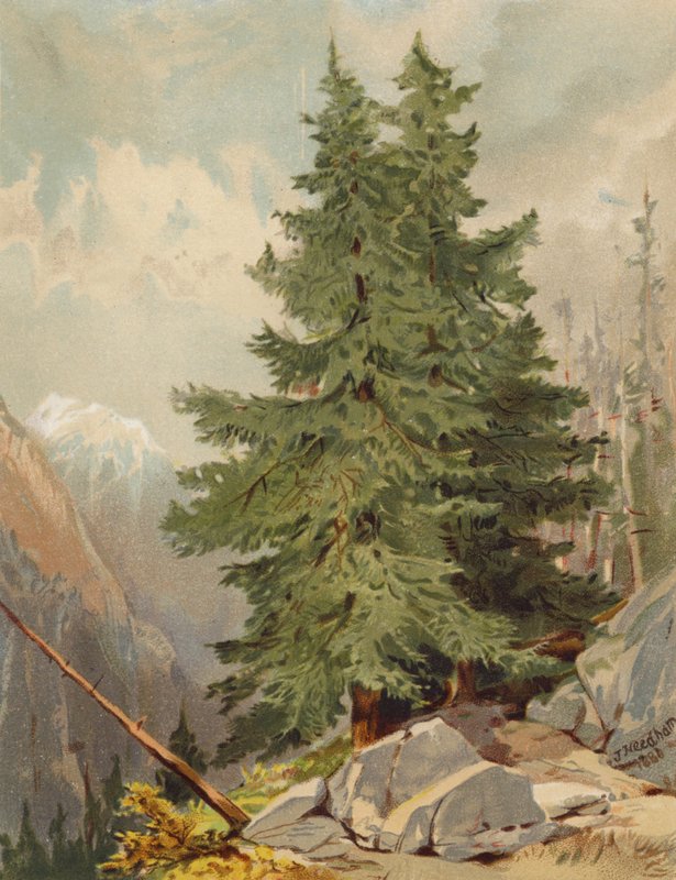 The Larch, Alpine Scene by Joseph Needham