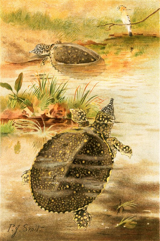 Soft river tortoises by Joseph Smit