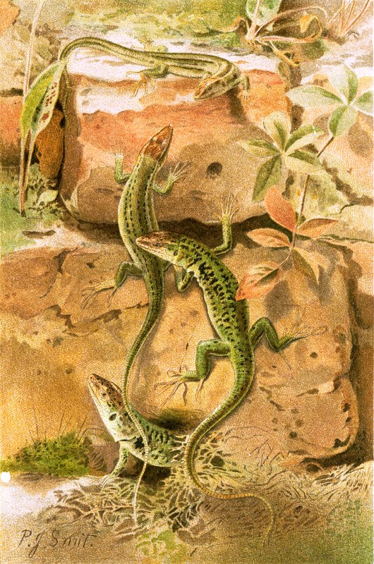 Wall lizards by Joseph Smit