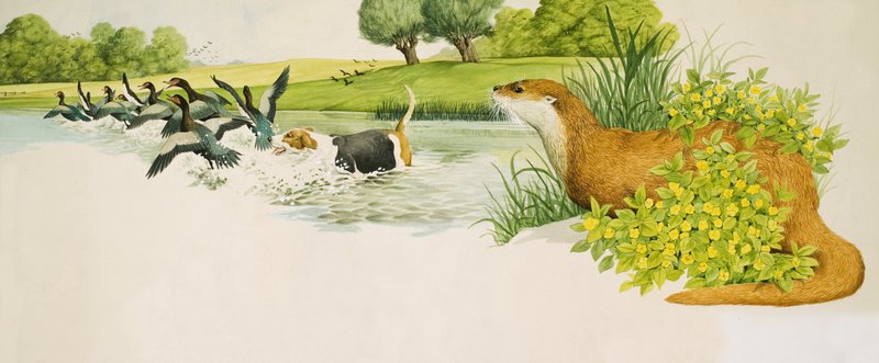 An Otter Watches a Dog Chasing Ducks by Kenneth Lilly
