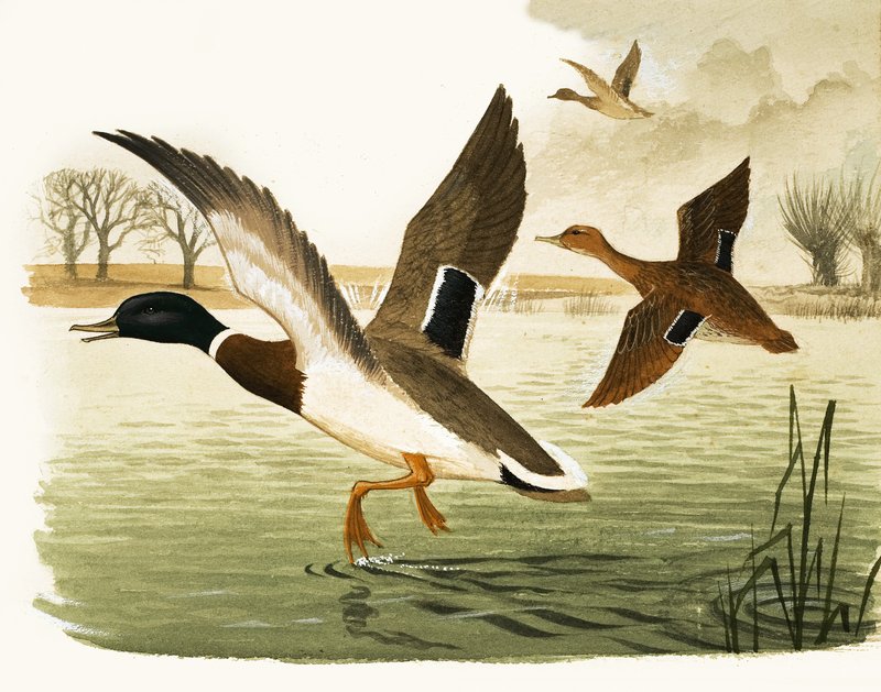 Ducks and Drakes by Kenneth Lilly