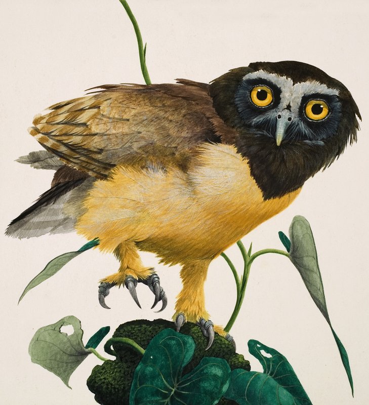 Spectacled Owl by Kenneth Lilly