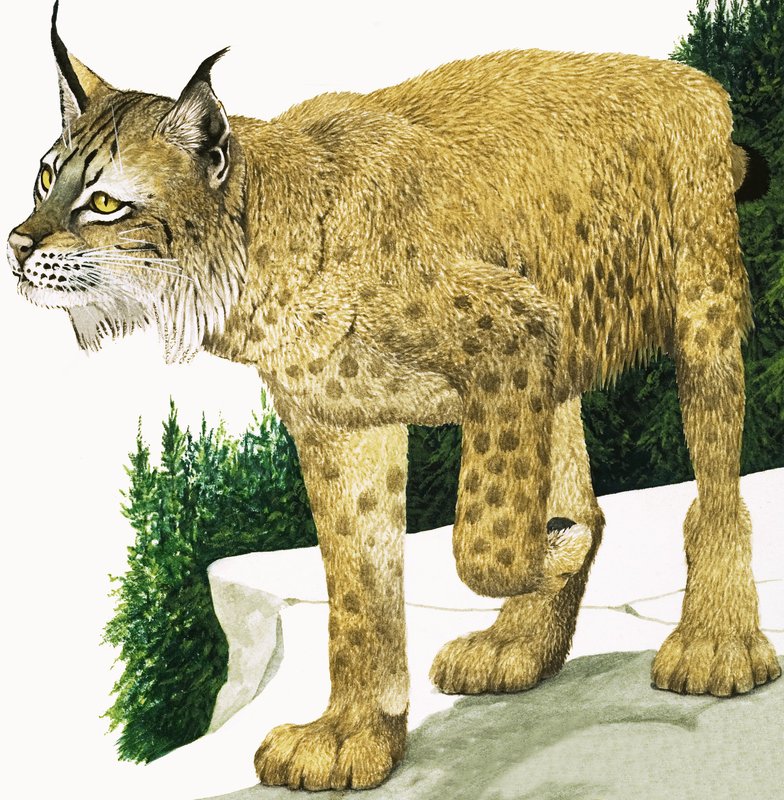 The Lynx by Kenneth Lilly