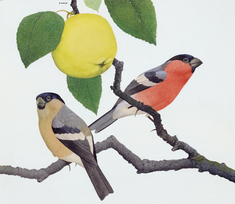 The Bullfinch by Kenneth Lilly