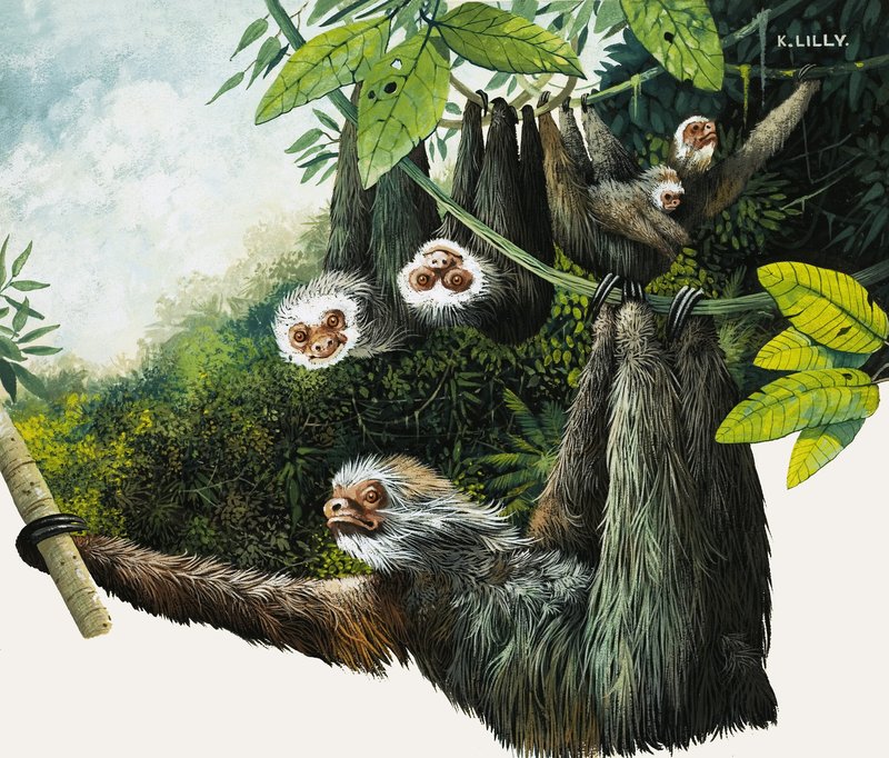 Two-Toed Sloth by Kenneth Lilly
