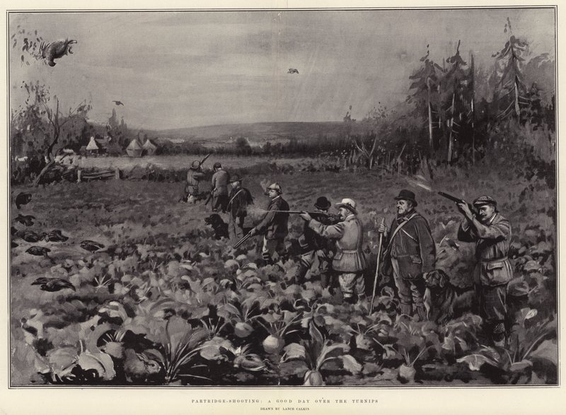 Partridge-shooting, a Good Day over the Turnips by Lance Calkin