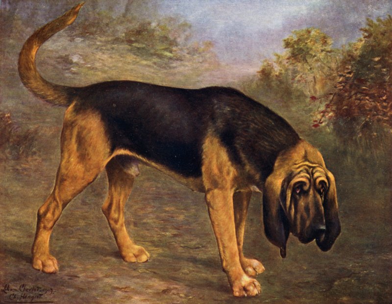 The Bloodhound Champion Hengist by Lilian Cheviot