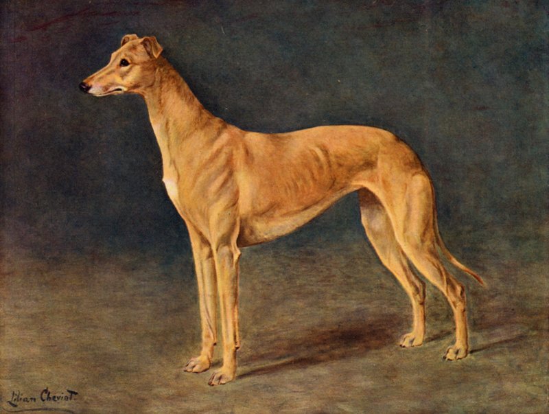 The Successful Coursing Greyhound Bitch Age of Gold by Lilian Cheviot
