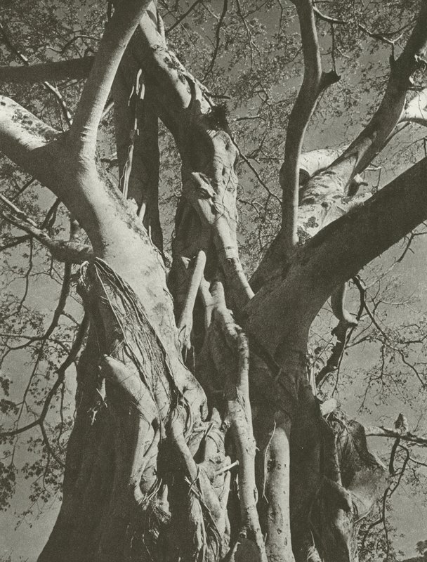 Banyan tree by Lionel Wendt