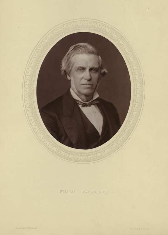 Portrait of Sir William Bowman by Lock and Whitfield