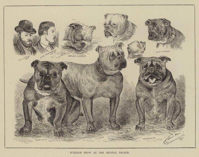 Bulldog Show at the Crystal Palace by Louis Wain