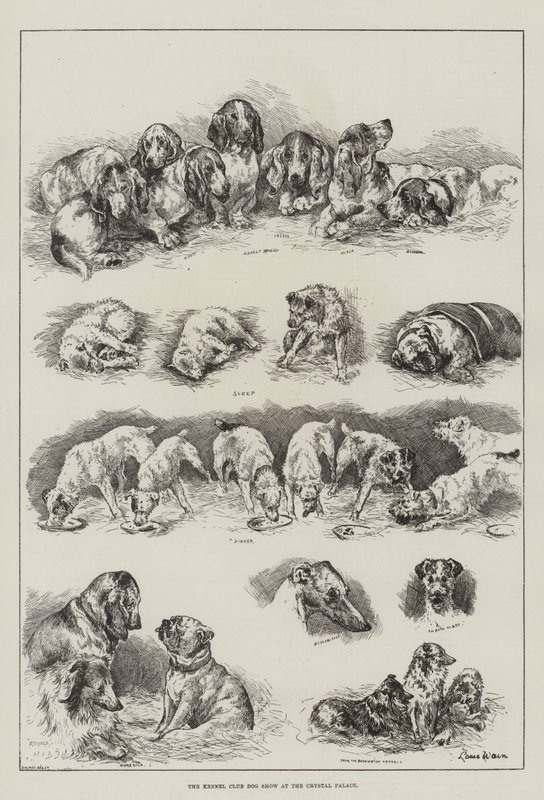 The Kennel Club Dog Show at the Crystal Palace by Louis Wain