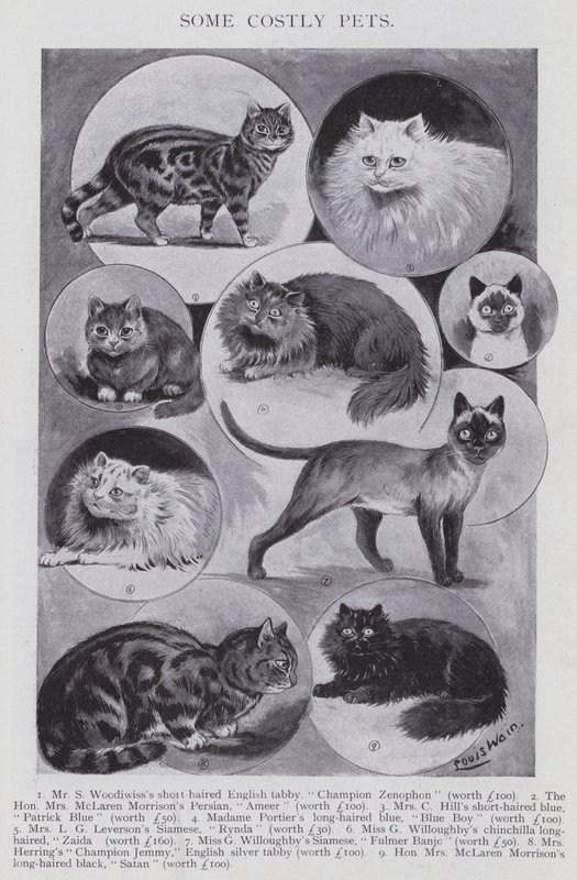 Some Costly Pets by Louis (after) Wain