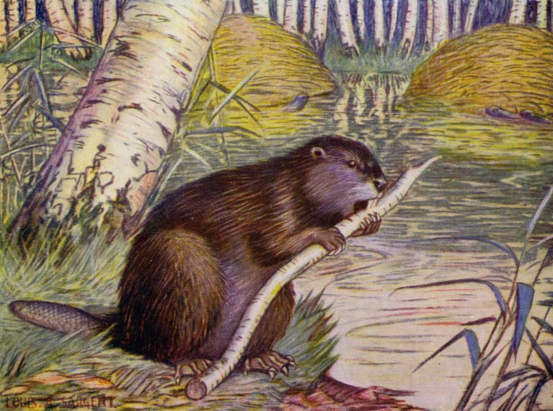At the Zoo: Beaver by Louis Augustus Sargent