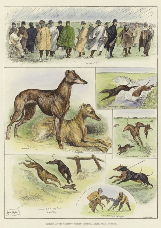 Sketches at the Waterloo Coursing Meeting by Louis Wain