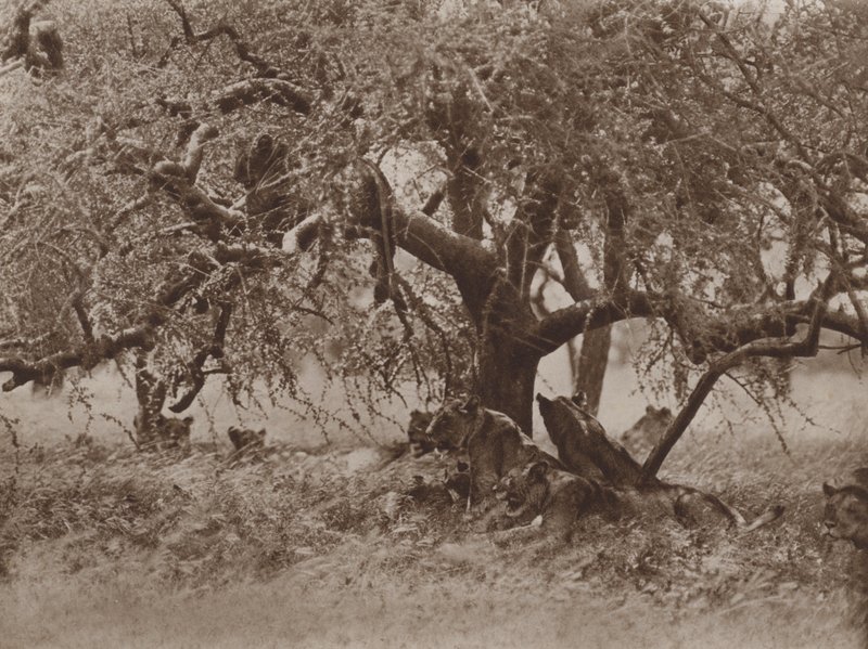 At Rest on a Bough by Marcuswell Maxwell