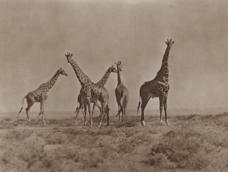 On the Plains of Kenya by Marcuswell Maxwell