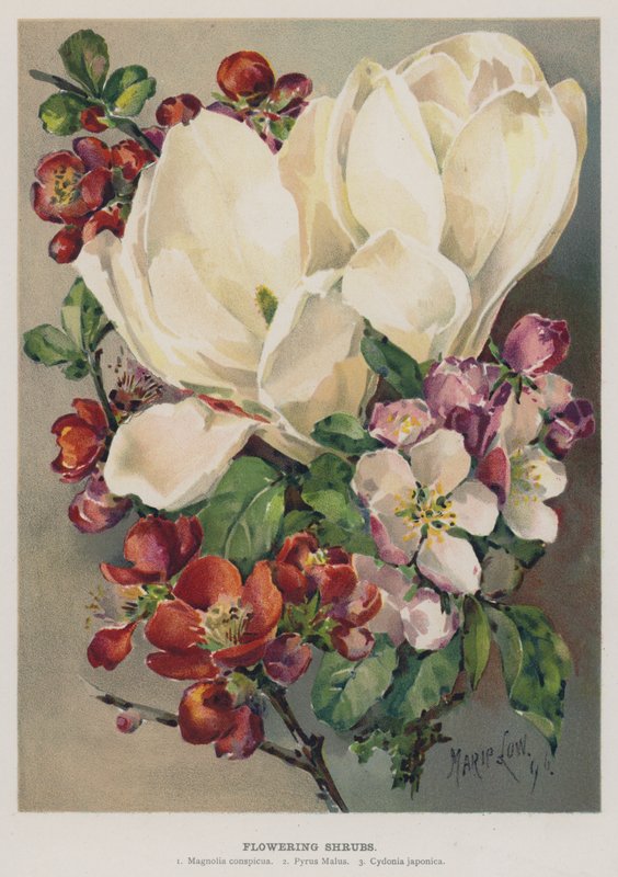 Flowering Shrubs by Marie Low